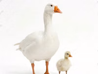 Geese — 照片 2