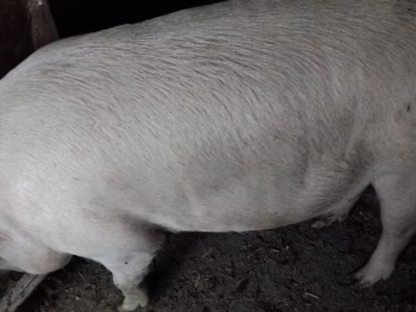 Boar, Pigs
