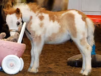 حصان, Miniature horse — الصورة 1