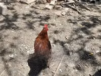 Chickens — picha 1