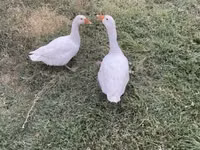 Geese — الصورة 4