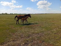 Farasi jike, Kinsky horse — picha 4