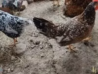 Chickens — 照片 5