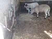 Carnero, Dorper sheep — foto 3