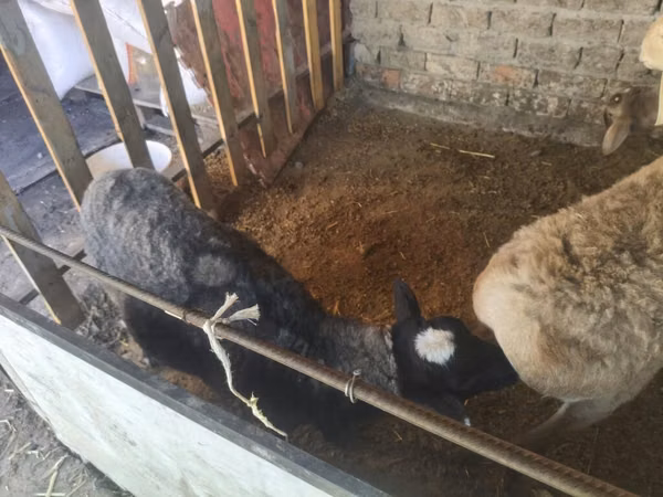 Dume la kondoo, Rhon sheep