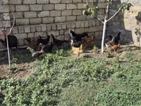 Chickens — 照片 4