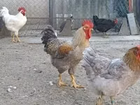 Chickens — picha 5