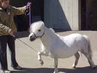 Stute, Miniature horse — Foto 5