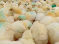 Chickens — picha 1