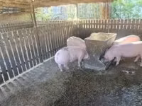 Säue, Schweine — Foto 5