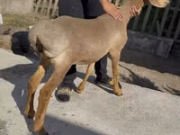 Schaf, Karakul sheep — Foto 2