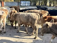 Bulle, Swiss cattle — Foto 5