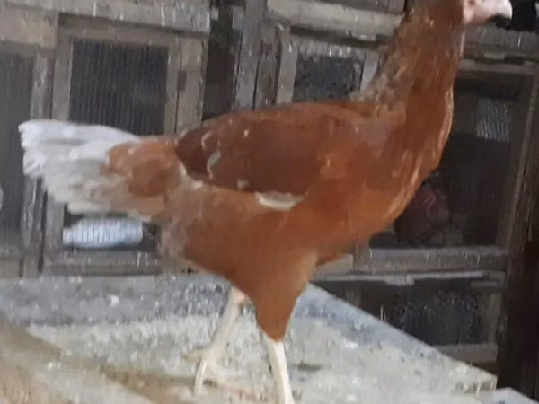 Chickens