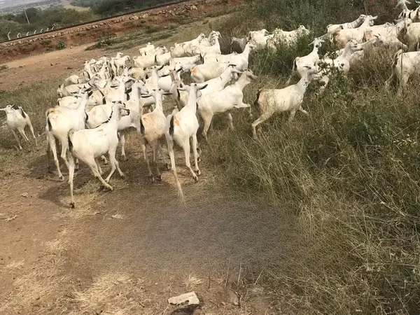 Cabras (lote, sexo no especificado), Somali goats