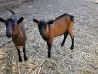 Ziegenbock, Alpine goat — Foto 4