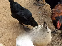 Chickens — photo 7