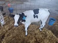 母牛, Swiss cattle — 照片 8