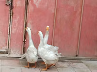 Geese — picha 2