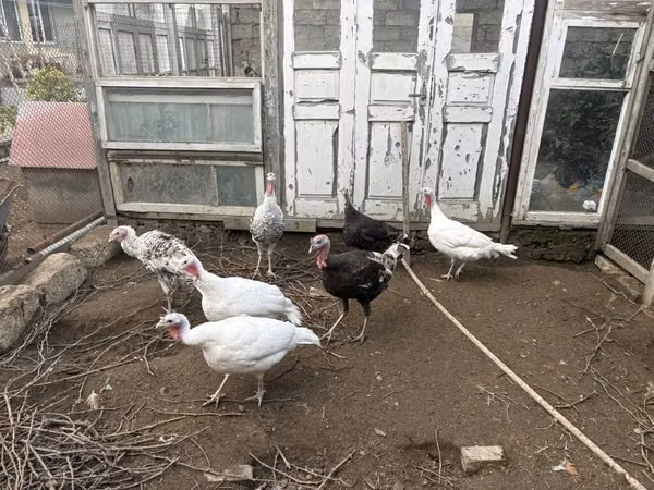 Turkeys