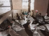 Ducks — Foto 2