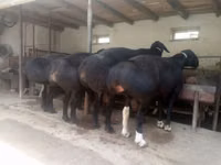Ram, Hissar sheep — photo 2