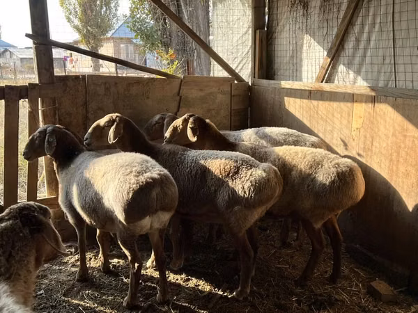 Sheep, Arashan sheep
