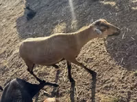 भेड़ें (लॉट, लिंग निर्दिष्ट नहीं), Cameroon sheep — फ़ोटो 6