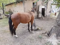 Caballo, Karachay horse — foto 4