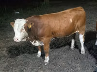 Ng'ombe dume, Swiss cattle — picha 3