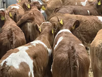 Rinder (Partie, Geschlecht nicht angegeben), Simmental cattle — Foto 5