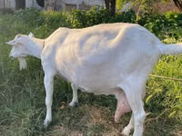 Goat, Alpine goat — photo 3