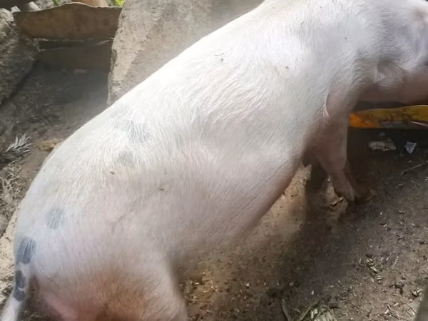 Pigs (batch, sex not specified), 