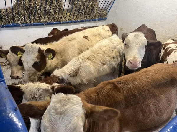 गाय, Simmental cattle