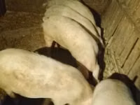 Eber, Schweine — Foto 4