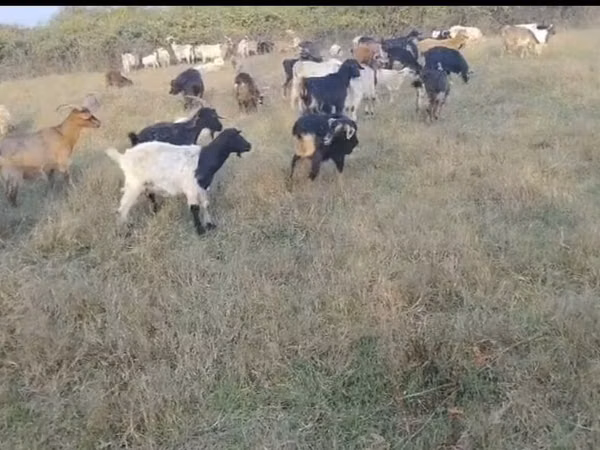 Mbuzi jike, Mbuzi