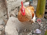 शामो चिकन्स — फ़ोटो 2