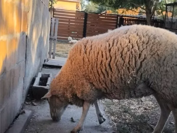 Sheep, Sheep
