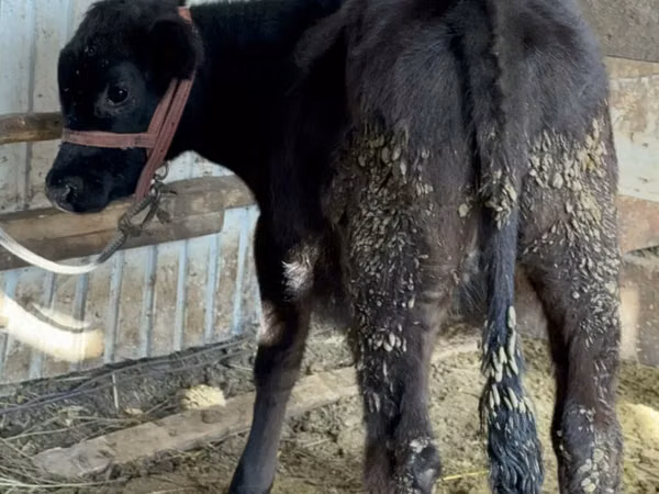 Cow, Aberdeen-Angus