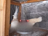Chickens — फ़ोटो 4