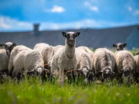 Dume la kondoo, Romanov sheep — picha 3