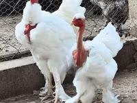 Turkeys — photo 1