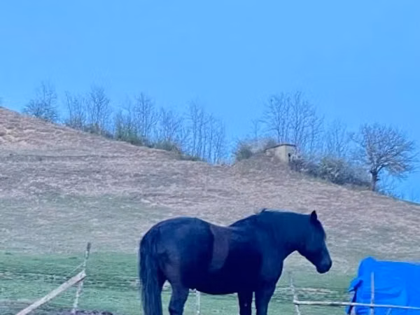 Stute, Kabardian horse