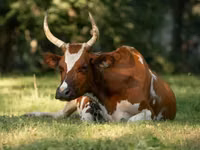 Kuh, Simmental cattle — Foto 1
