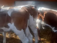 公牛, Simmental cattle — 照片 2