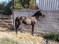 Farasi dume, Friesian sport horse — picha 2