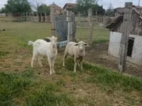 मेढ़ा, Merino sheep — फ़ोटो 1
