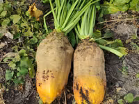 Продам кормовую сфеклу — foto 2