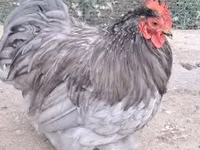Bantam Pekín — foto 1
