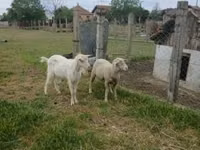 मेढ़ा, Merino sheep — फ़ोटो 3
