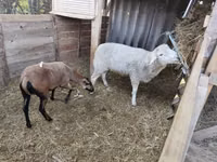 मेढ़ा, Cameroon sheep — फ़ोटो 4